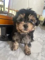 Beau, a male Yorkipoo for sale in Bakersfield, CA – Photo 1 of 4