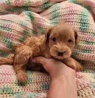 Dash, a male Yorkipoo for sale in Bakersfield, CA – 1 of 1
