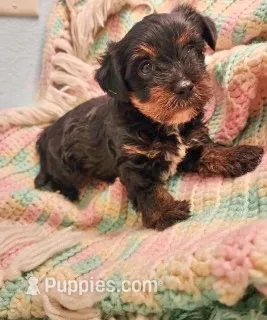 Serenity – Yorkipoo puppy for sale in Bakersfield, CA