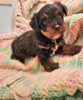 Serenity, a female Yorkipoo for sale in Bakersfield, CA – 1 of 1