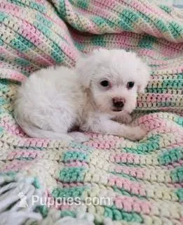 Joy – Poodle - Toy , Mal Shi puppy for sale in Bakersfield, CA