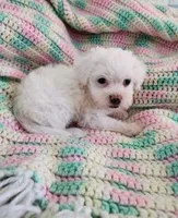 Joy, a female Poodle - Toy  and Mal Shi for sale in Bakersfield, CA – 1 of 1
