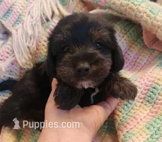 Jellybean – Yorkipoo puppy for sale in Bakersfield, CA