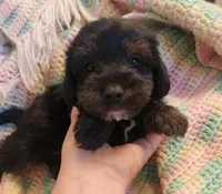 Jellybean, a male Yorkipoo for sale in Bakersfield, CA – 1 of 1