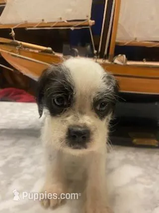 Benji – Mal Shi puppy for sale in Bakersfield, CA