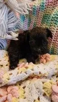 Molly, a female Yorkipoo for sale in Bakersfield, CA – Photo 2 of 2