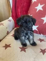 Molly, a female Yorkipoo for sale in Bakersfield, CA – Photo 1 of 2