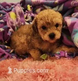 Snickers – Yorkipoo puppy for sale in Bakersfield, CA