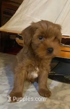 Taco – Yorkipoo puppy for sale in Bakersfield, CA