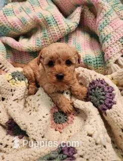 Jellybean, a male Yorkipoo for sale in Bakersfield, CA – Photo 1 of 1