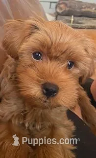 Taco – Yorkipoo puppy for sale in Bakersfield, CA