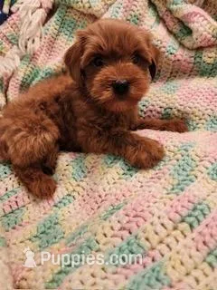 Taco – Yorkipoo puppy for sale in Bakersfield, CA