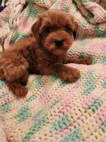 Taco, a male Yorkipoo for sale in Bakersfield, CA – 1 of 1