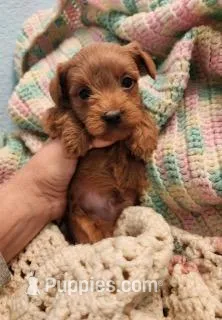 Banjo, a male Yorkipoo for sale in Bakersfield, CA – Photo 1 of 2