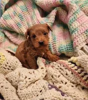 Banjo, a male Yorkipoo for sale in Bakersfield, CA – Photo 2 of 2