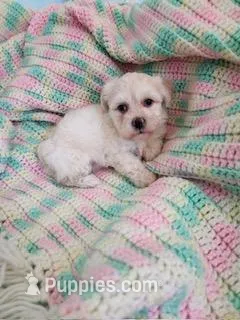 Benji – Poodle - Toy , Mal Shi puppy for sale in Bakersfield, CA