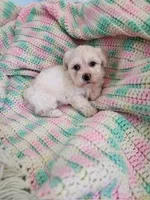 Benji, a male Poodle - Toy  and Mal Shi for sale in Bakersfield, CA – 1 of 1