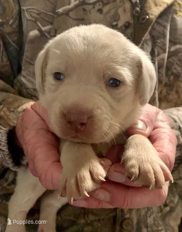 Male Yellow(Champagne) – Labrador Retriever puppy for sale in Red Oak, VA