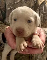 Male Yellow(Champagne), a male Labrador Retriever for sale in Red Oak, VA – 1 of 1