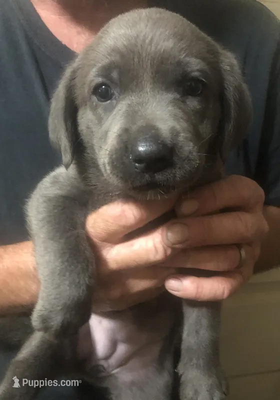 Charcoal Male, a female Labrador Retriever for sale in Red Oak, VA – Photo 1 of 1