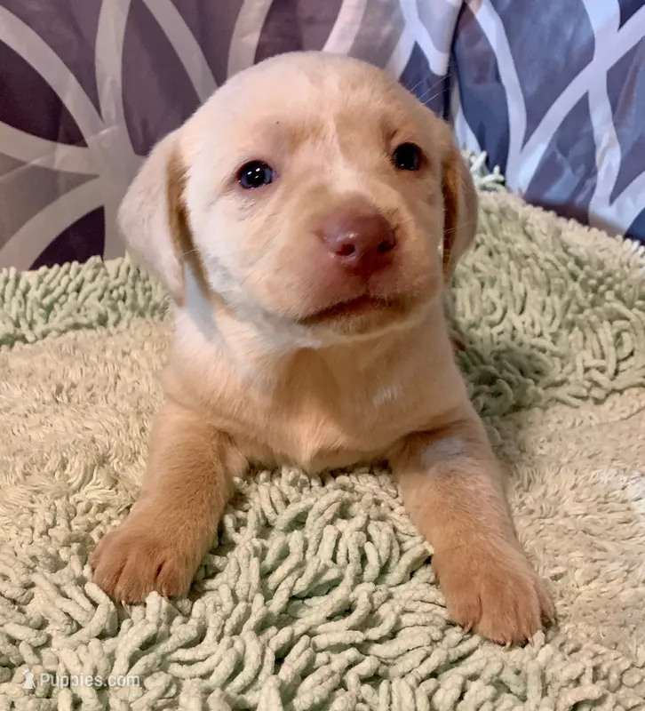 Female Yellow(Champagne)  – Labrador Retriever puppy for sale in Red Oak, VA