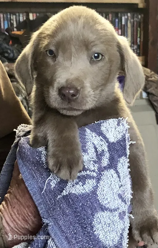 Silver Female 1 – Labrador Retriever puppy for sale in Red Oak, VA