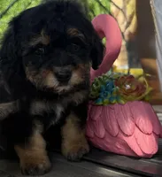 Milo, a male Maltipoo for sale in Perris, CA – Photo 1 of 4