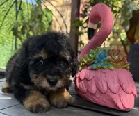 Milo, a male Maltipoo for sale in Perris, CA – Photo 4 of 4