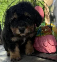 Milo, a male Maltipoo for sale in Perris, CA – Photo 2 of 4