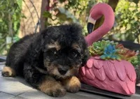 Milo, a male Maltipoo for sale in Perris, CA – Photo 3 of 4