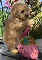 Bella, a female Maltipoo for sale in Perris, CA – Photo 2 of 2