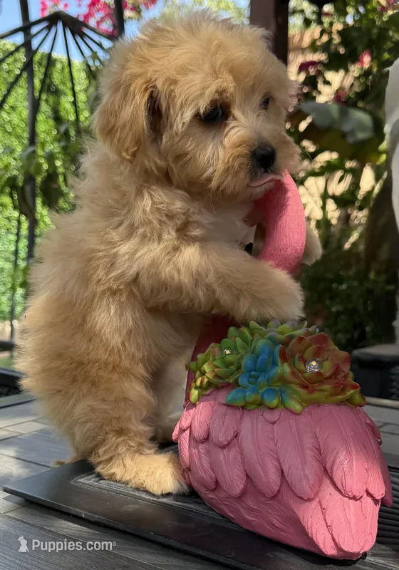 Bella – Maltipoo puppy for sale in Perris, CA