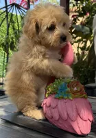 Bella, a female Maltipoo for sale in Perris, CA – Photo 1 of 2