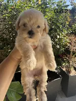 Luna , a female Maltipoo for sale in Perris, CA – 3 of 4