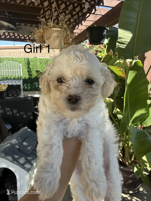 Luna  – Maltipoo puppy for sale in Perris, CA