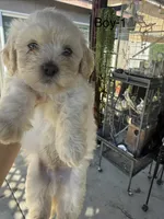Luna , a female Maltipoo for sale in Perris, CA – 2 of 4