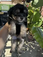 Luna , a female Maltipoo for sale in Perris, CA – 4 of 4