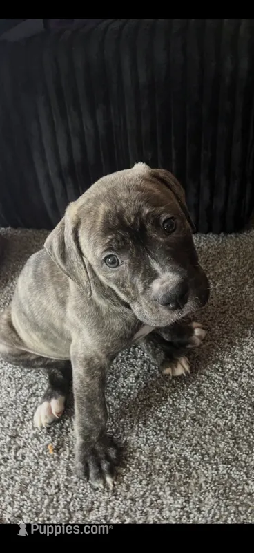 Milo – American Bully puppy for sale in Bedford, OH