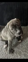 Milo, a male American Bully for sale in Bedford, OH – 1 of 1