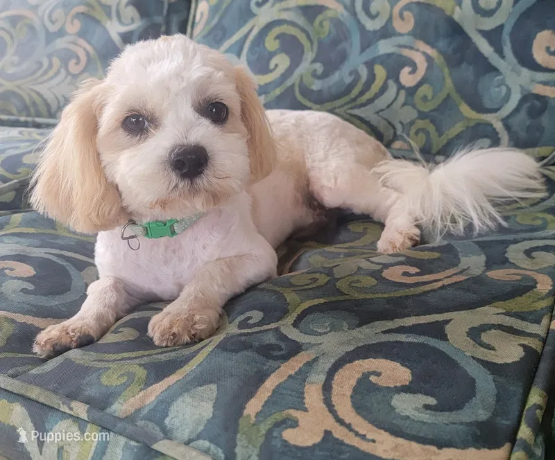 Joker  – Shih Tzu, Poodle - Toy  puppy for sale in Manor, TX