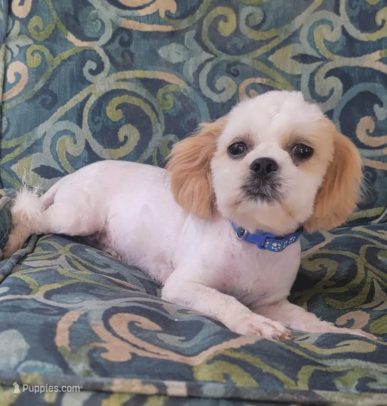 Batman  – Shihpoo, Shih Tzu puppy for sale in Manor, TX