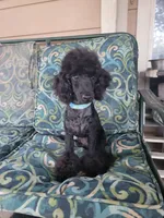 Scooby , a male Poodle - Miniature  for sale in Manor, TX – 2 of 2
