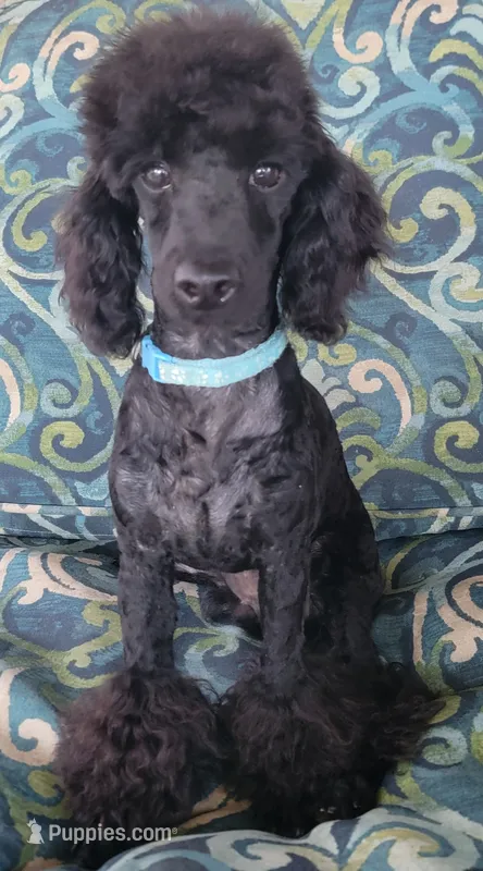 Scooby  – Poodle - Miniature  puppy for sale in Manor, TX