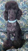 Scooby , a male Poodle - Miniature  for sale in Manor, TX – 1 of 2