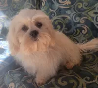 Penguin , a male Shihpoo and Shih Tzu for sale in Manor, TX – 1 of 1