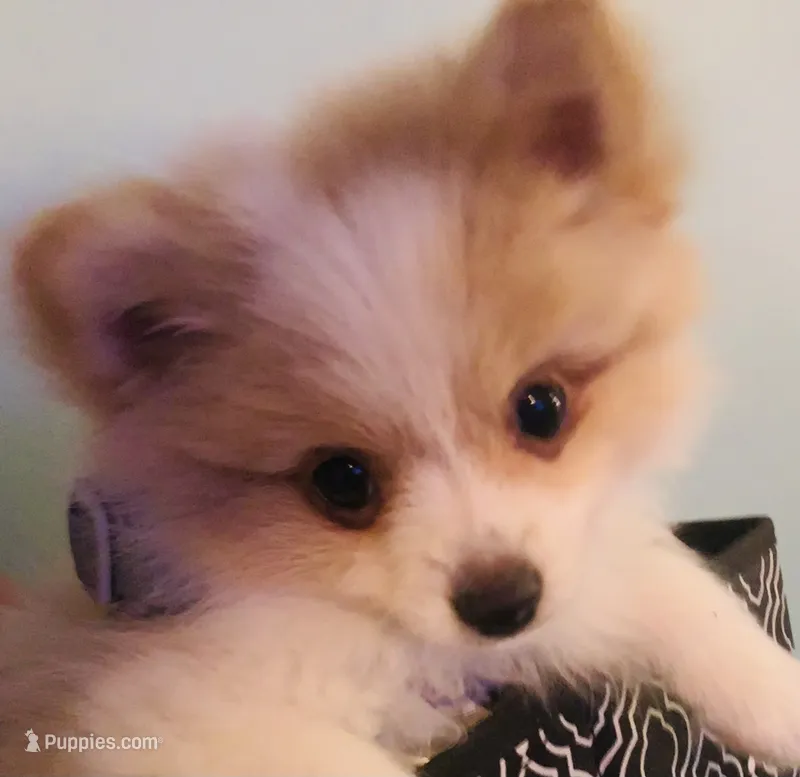 Sadie, Full-Blood Pomeranian – Pomeranian puppy for sale in Hephzibah, GA