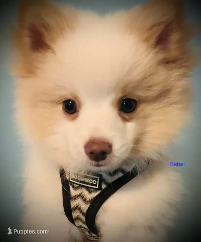 Rebel, Full-Blood Pomeranian – Pomeranian puppy for sale in Hephzibah, GA