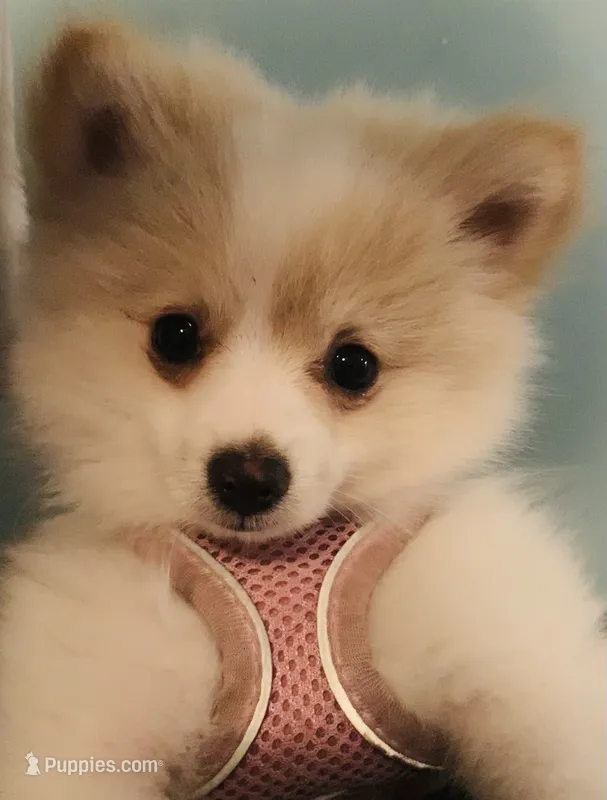 Piper, Full-Blood Pomeranian  – Pomeranian puppy for sale in Hephzibah, GA