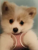 Piper, Full-Blood Pomeranian , a female Pomeranian for sale in Hephzibah, GA – 1 of 1