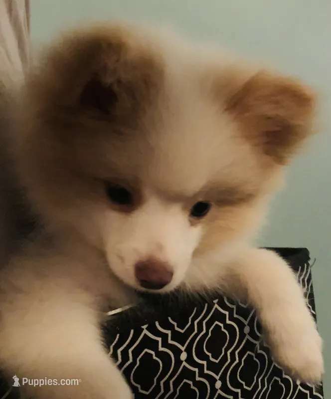 Rebel, Full-Blood Pomeranian – Pomeranian puppy for sale in Hephzibah, GA